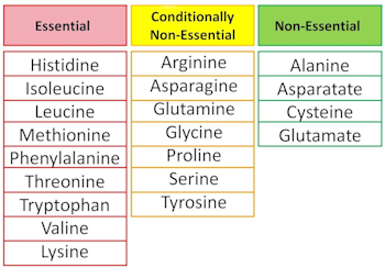 Essential Amino Acids Essential AA